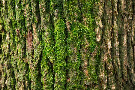 青苔树树上长的青苔素材背景背景