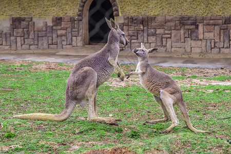 袋鼠畅游澳洲高清图片