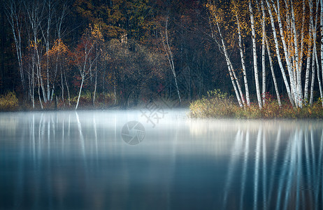 秋天白桦林在水一方风景背景
