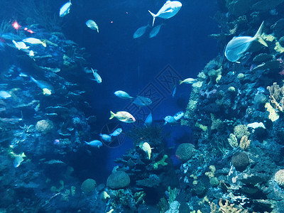 海底水族馆水族馆背景