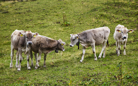高山奶牛瑞士阿尔卑斯山区的奶牛背景