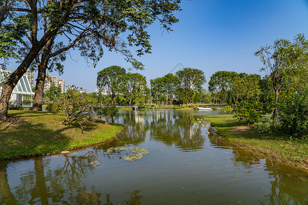 水蜜深圳香蜜公园背景