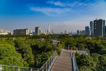 香海大桥深圳香蜜公园景观背景