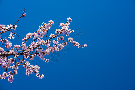彩铅树枝素材春季梅花背景