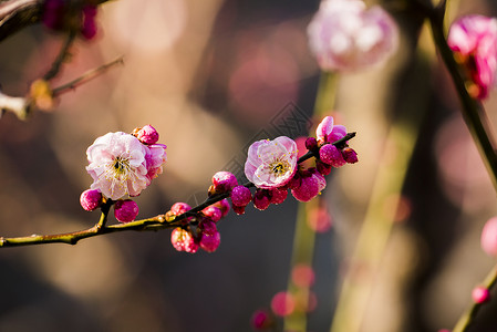 超清晰素材春季梅花背景