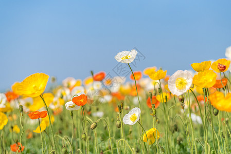 手绘虞美人花朵虞美人花背景