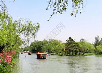 江南春色扬州瘦西湖长堤春柳背景图片