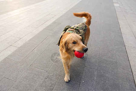 大绵球叼着球的金毛狗狗背景