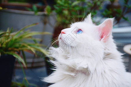 动物宠物猫蓝眼睛猫高清图片