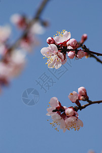 杏花盛开春紫花蕾高清图片