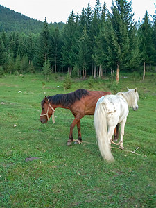 白马吃草新疆喀纳斯草原马背景