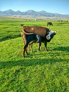 正在吃草的牛新疆喀纳斯草原牛背景