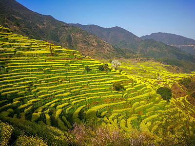 江西茶园江西婺源风光背景