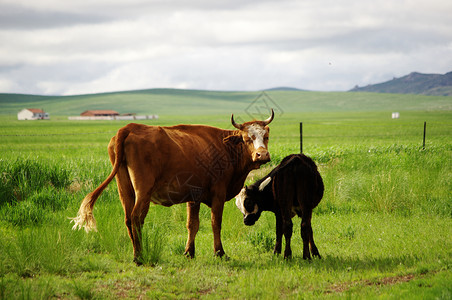 牛卡通素材内蒙古草原牛背景