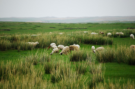 内蒙古草原羊群高清图片