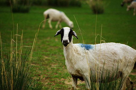 内蒙古草原羊背景图片