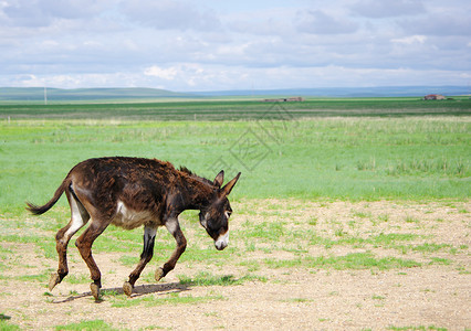 内蒙古草原驴子奔跑图片