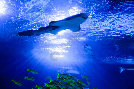 海洋黑鳍鲨水族馆内游动的鲨鱼背景