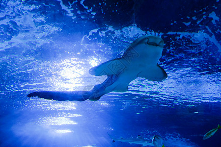 大白鲨水族馆内游动的鲨鱼背景