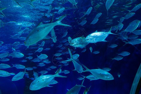 海动物素材水里游动的鱼群背景