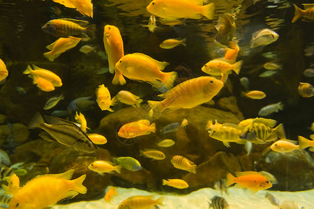 水族馆里游动的鱼背景图片