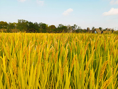 芒种时节稻子背景图片