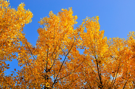 金色的树叶美洲白蜡树高清图片
