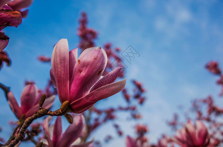 粉玉兰上海世纪公园玉兰花背景
