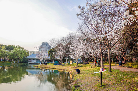 上海世纪公园樱花背景图片