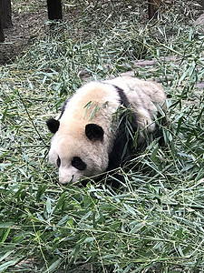 大熊猫竹子懒熊高清图片