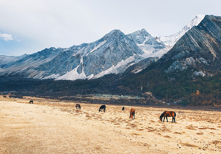 高原雪山下的马场背景图片