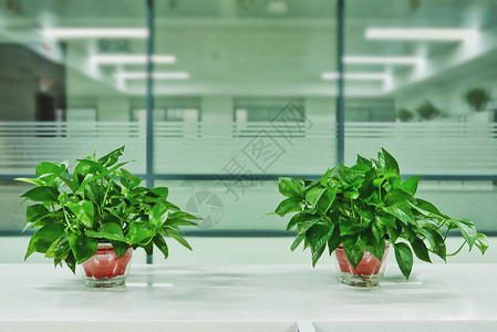 办公室绿植装饰背景图片