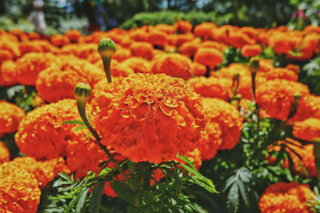 越南大叻花圃中盛开的万寿菊背景