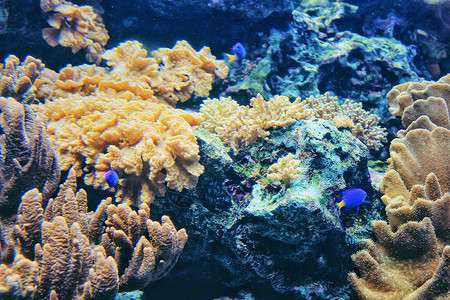 海底世界珊瑚礁背景图片