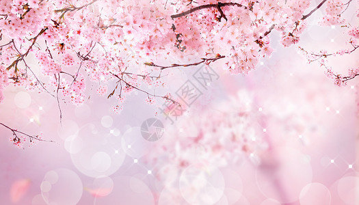 春季景色春天的樱花设计图片