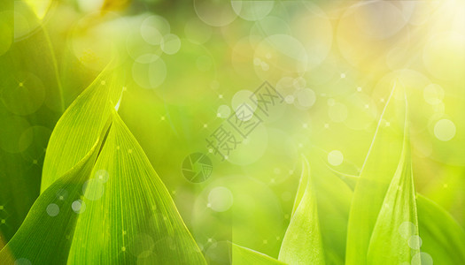 阳光中羚羊谷春天的绿色植物设计图片