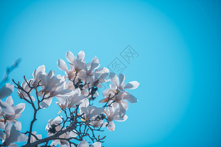 白玉兰花开春分美芽高清图片