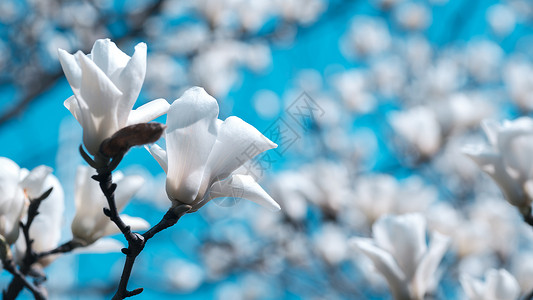 白玉兰花开白色玉兰花图片高清图片