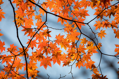 秋季枫树枫叶枫叶背景