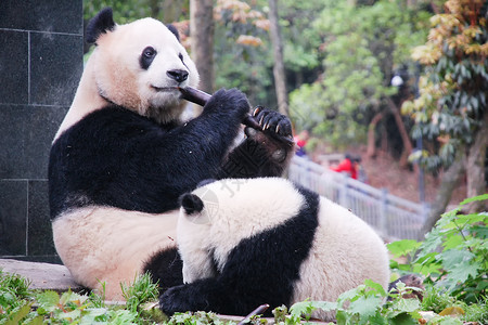动物保护宣传成都大熊猫基地玩耍的熊猫背景