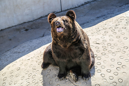 美洲棕熊美洲熊属高清图片