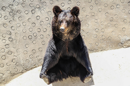 美洲动物美洲棕熊背景