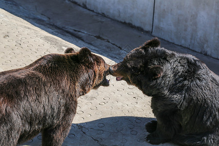 美洲棕熊美洲熊属高清图片