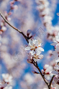 三月春风春天盛开的樱花背景