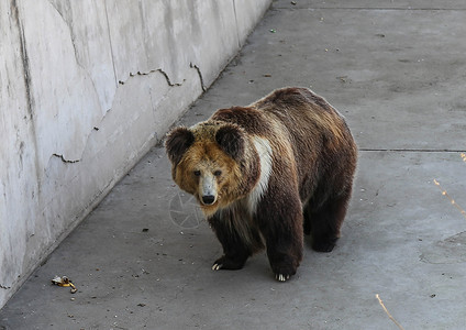 西藏棕熊背景图片