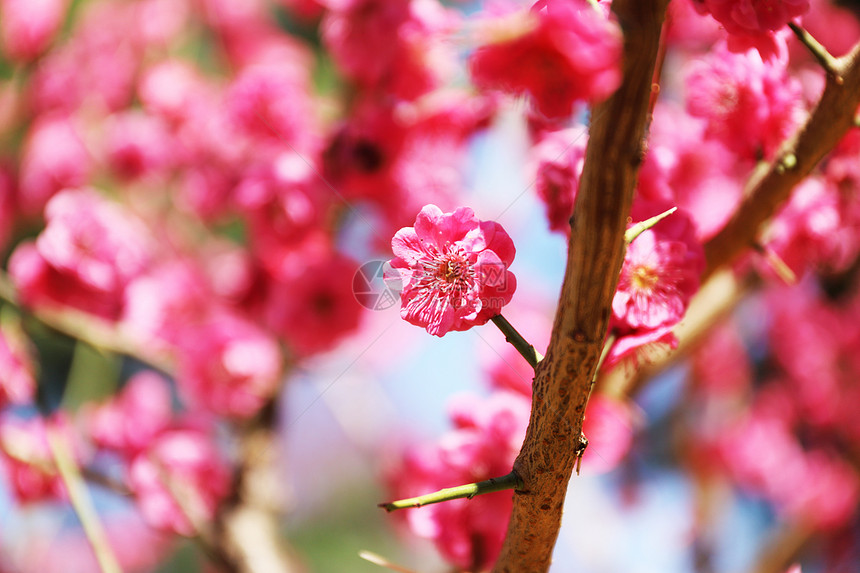 桃花图片