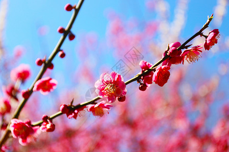 桃花春天风景高清图片素材