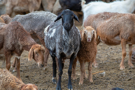 牧民羊圈山羊图片
