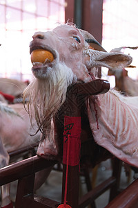 山羊正在接近广东潮汕元宵节民俗活动“赛大猪”背景