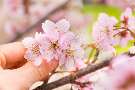 正在折盛开的樱花高清图片